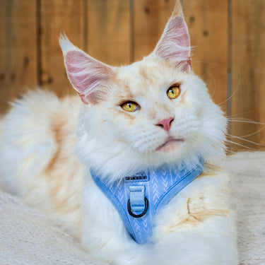 Harnais pour chat
